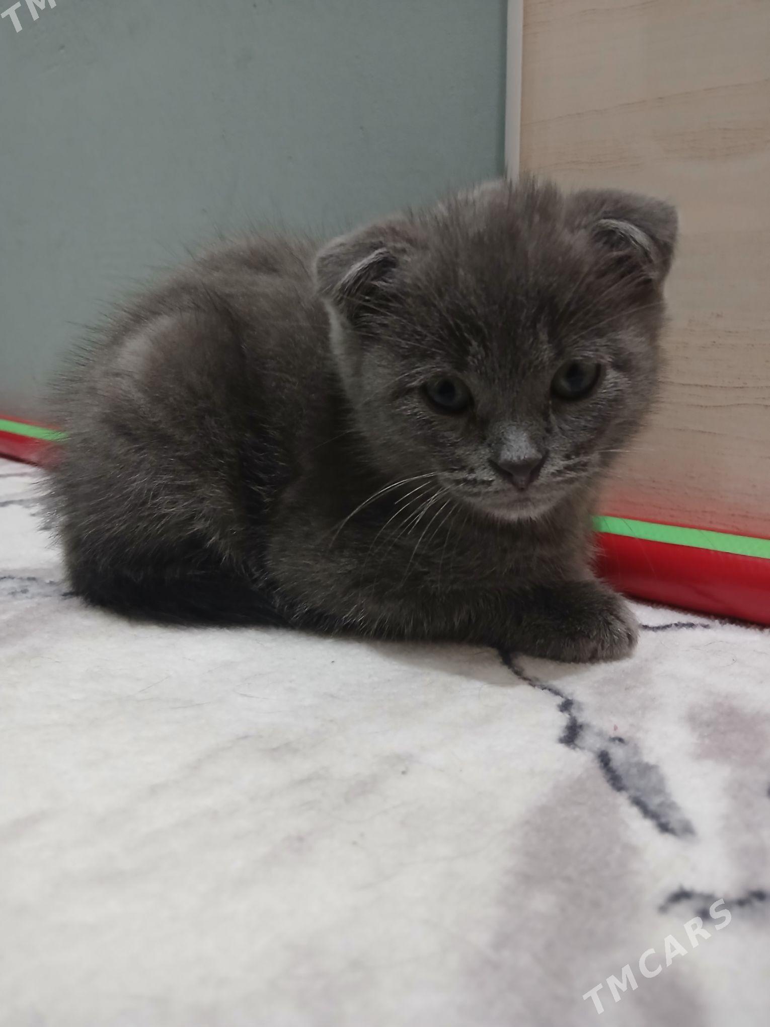 Котенок Тоби 2,5 месяца - Мары - img 2