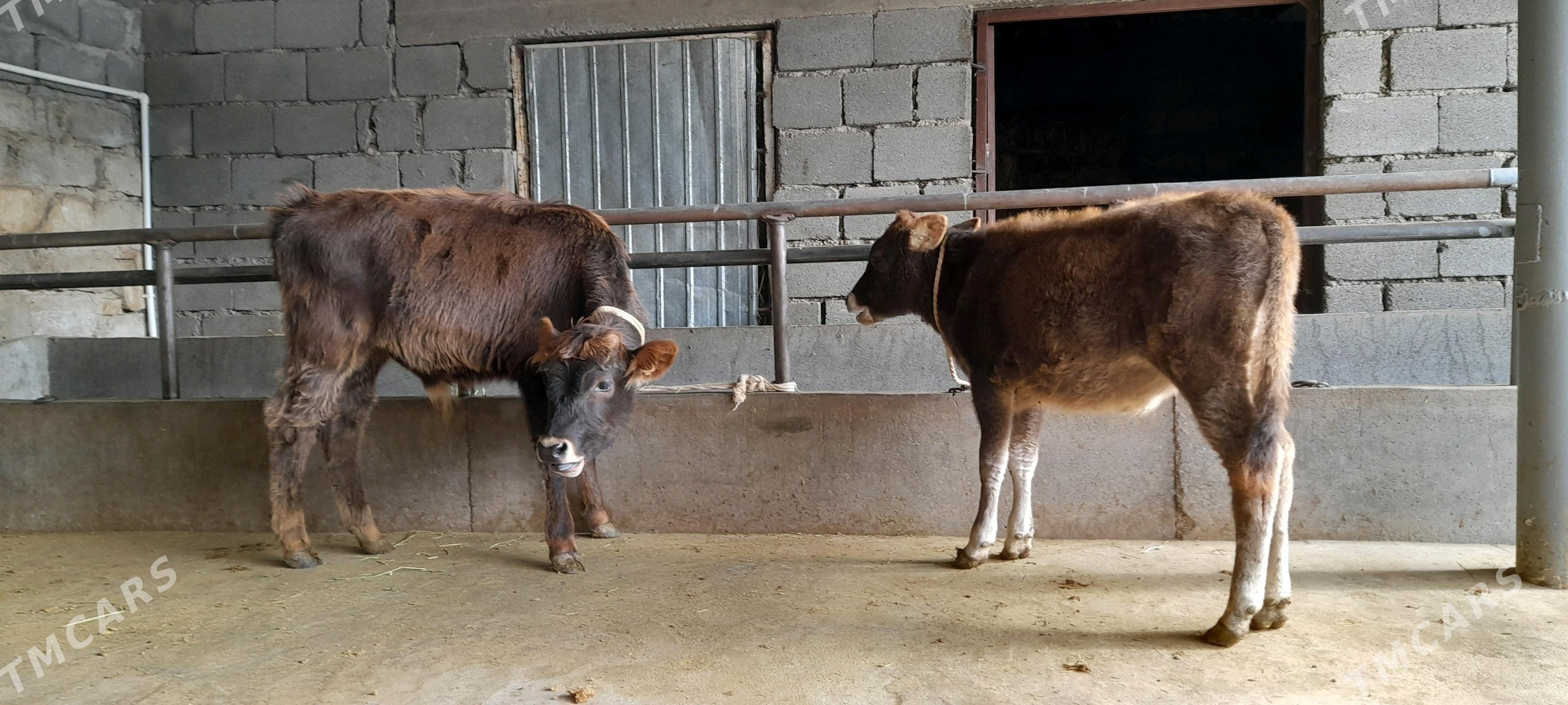 öküz - Бузмеин - img 7