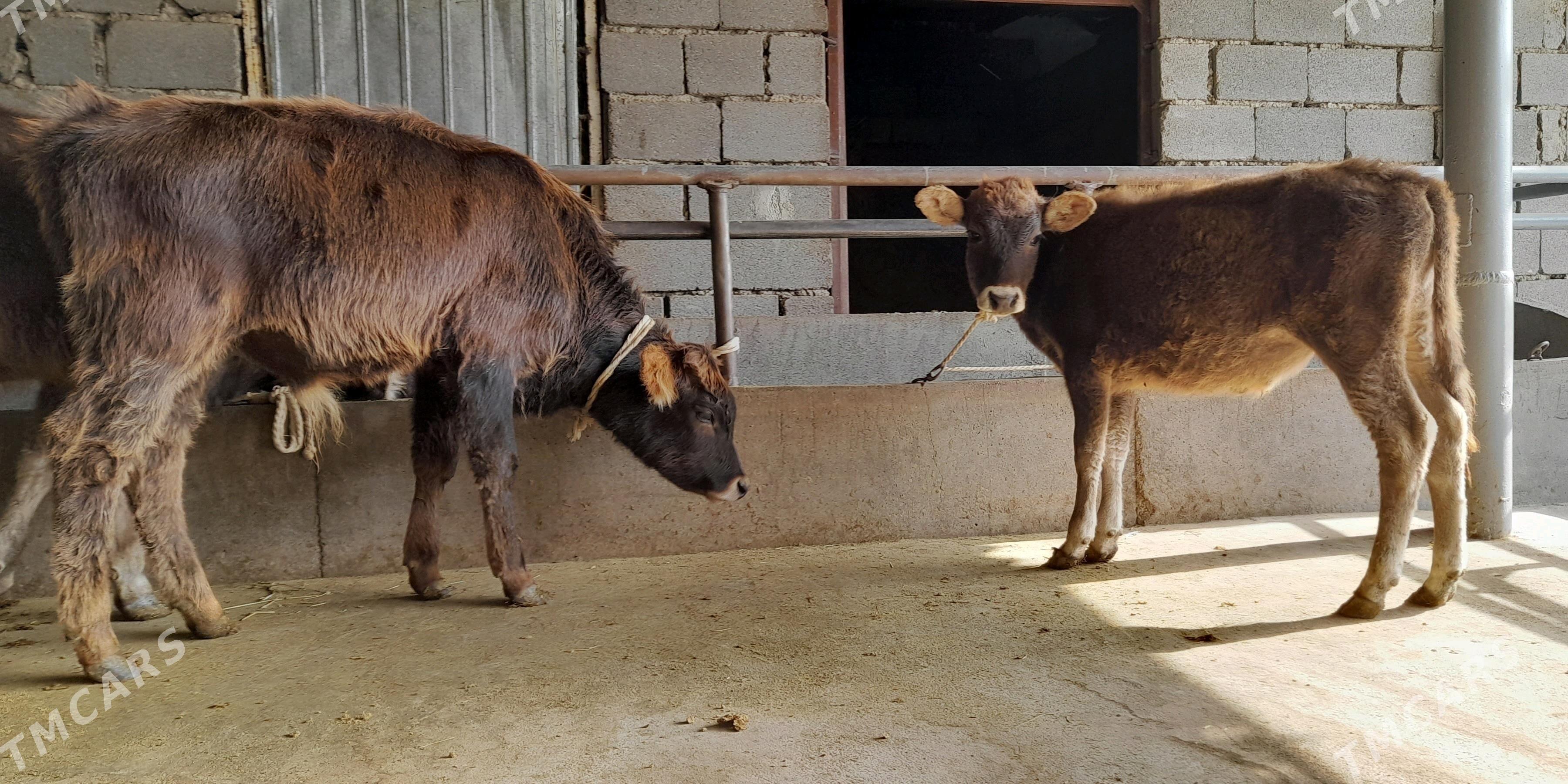 öküz - Бузмеин - img 2