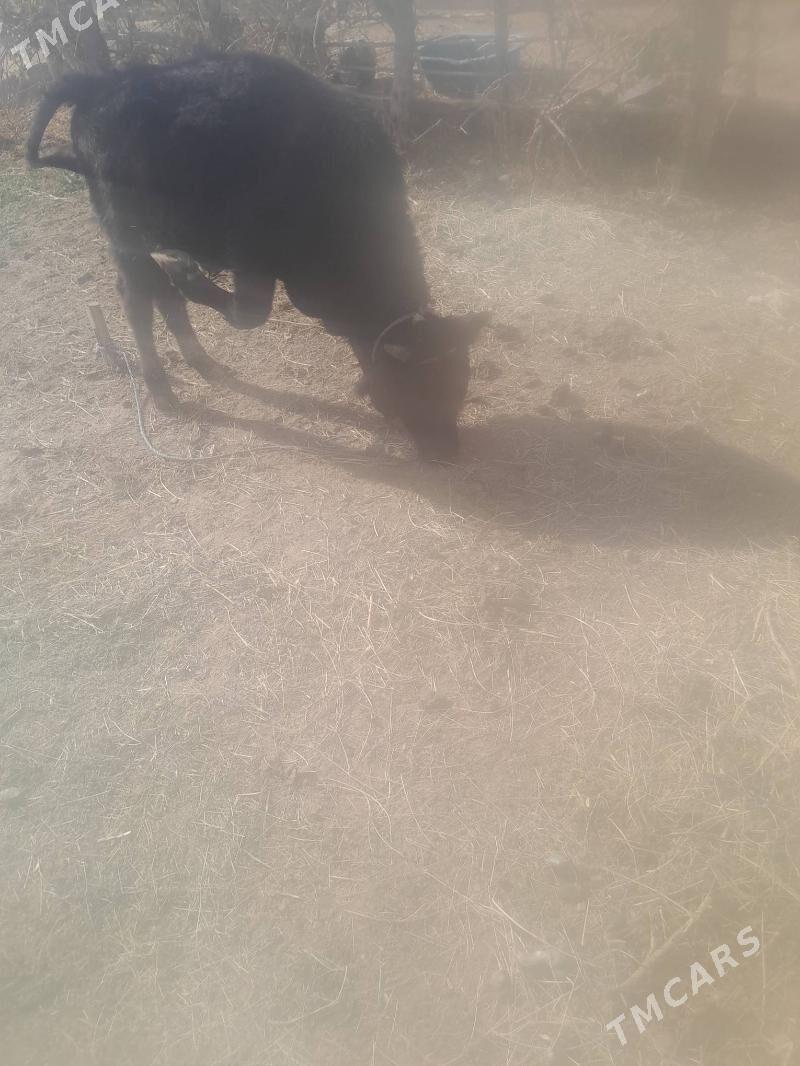 okuz - Чарджоу - img 5