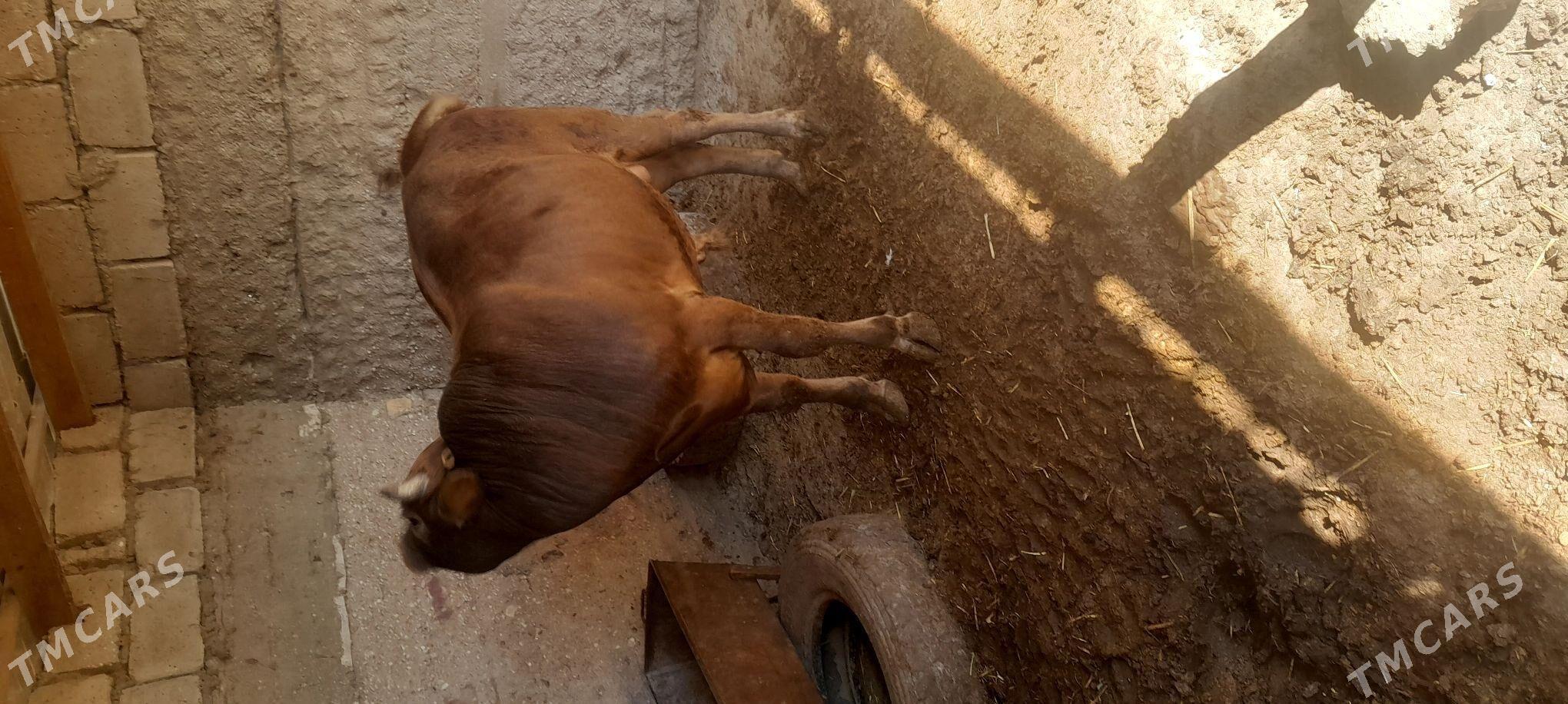 okuz - Эсенгулы - img 4