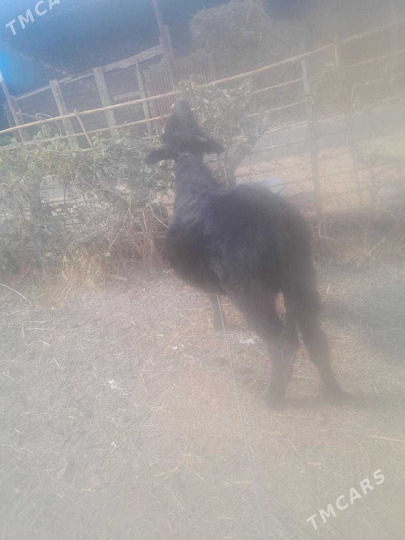 okuz - Чарджоу - img 7