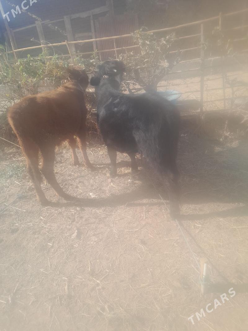 okuz - Чарджоу - img 3