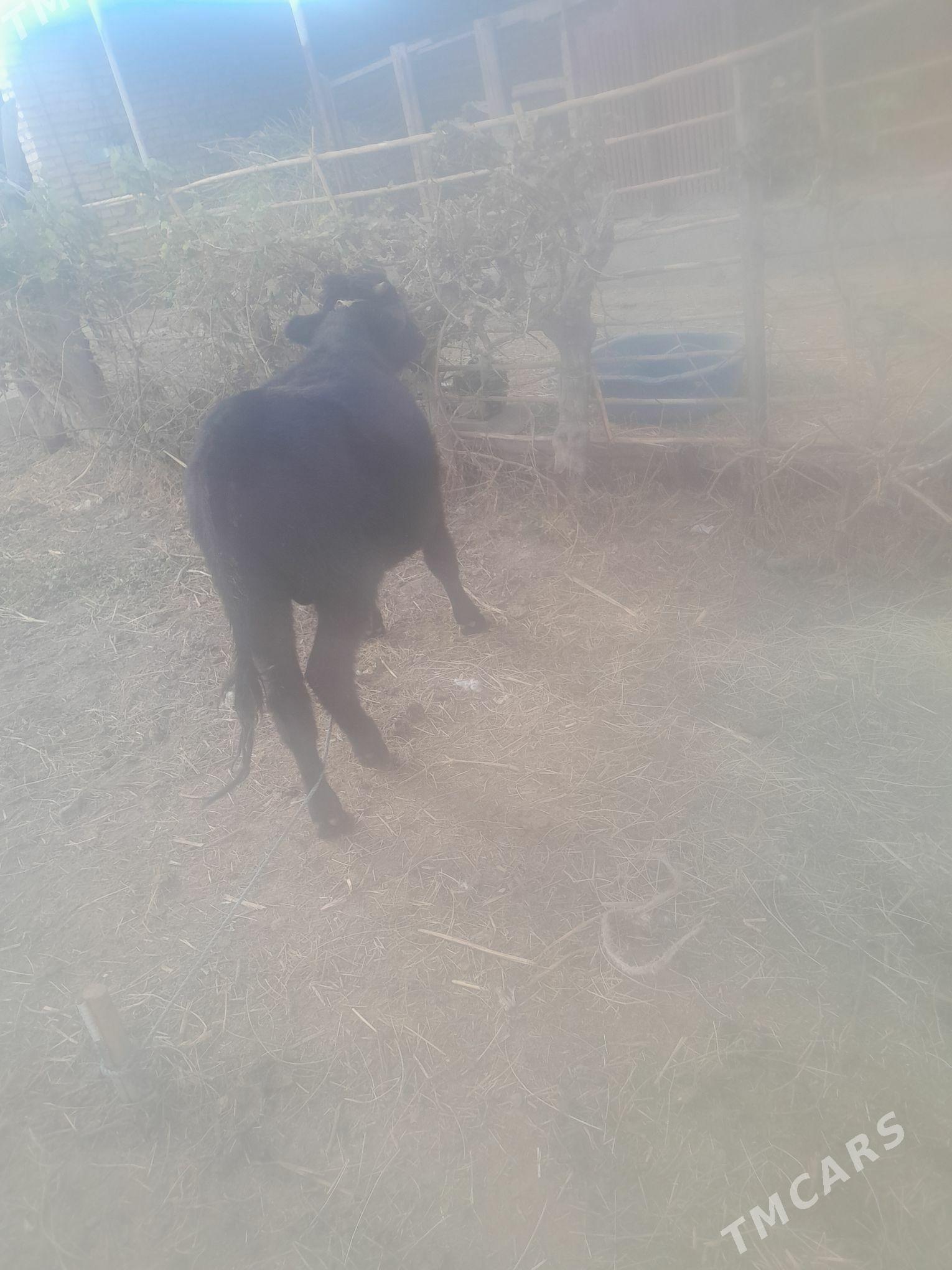 okuz - Чарджоу - img 1