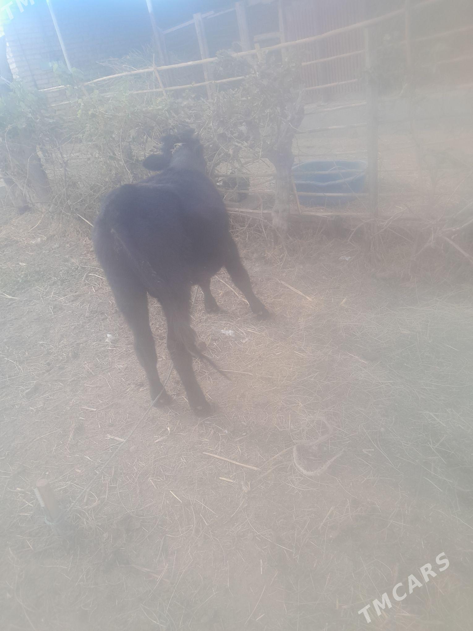 okuz - Чарджоу - img 4