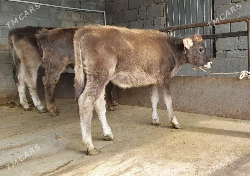 öküz - Бузмеин - img 8