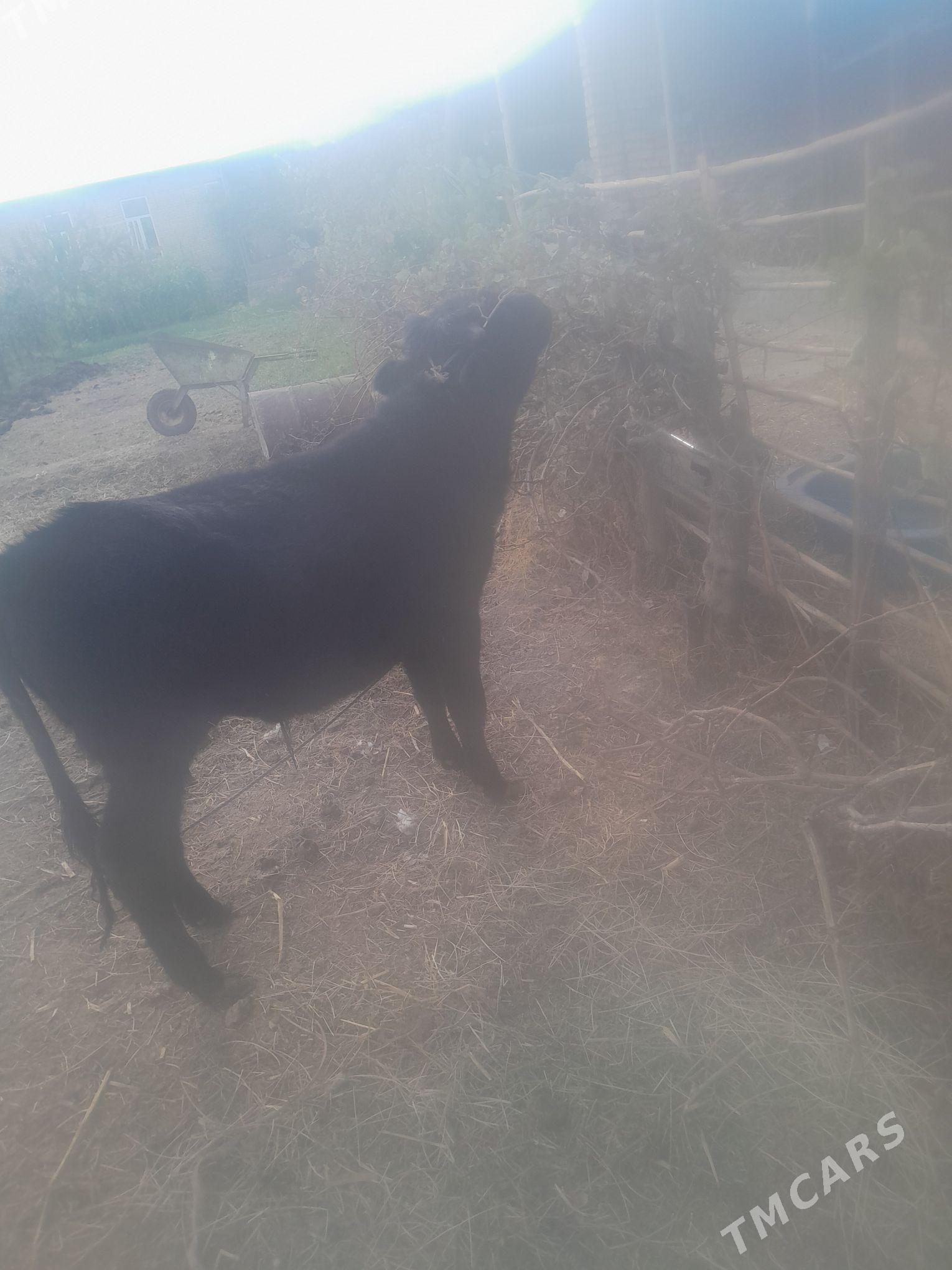 okuz - Чарджоу - img 6