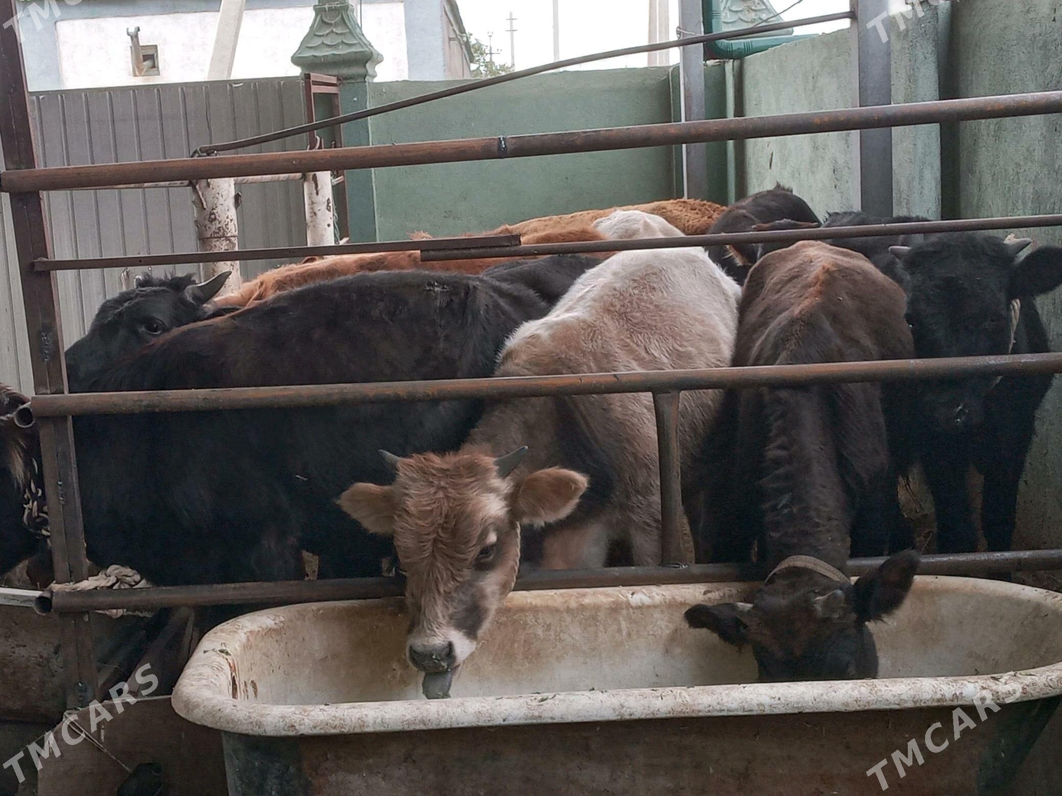 12.sany - Бузмеин - img 5