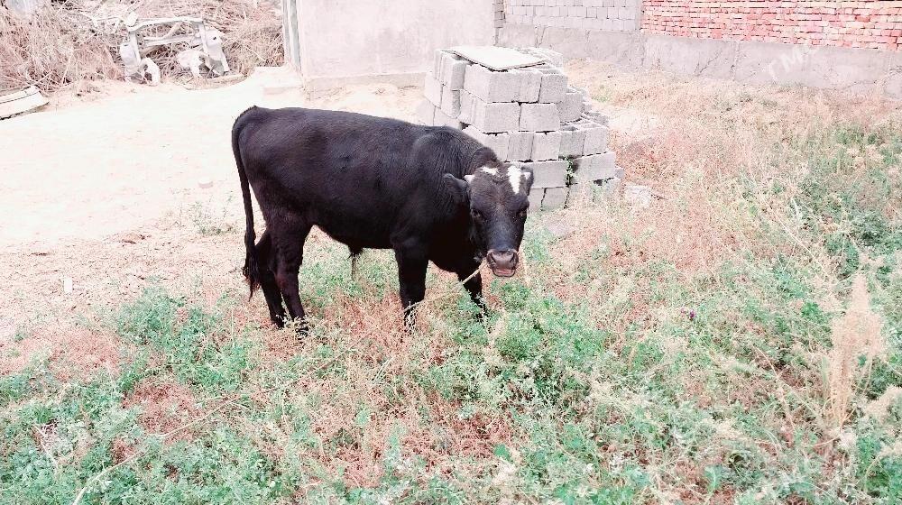 okuz - Гёкдепе - img 2