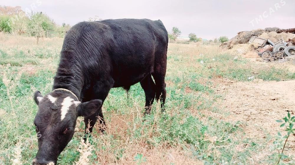 okuz - Гёкдепе - img 1