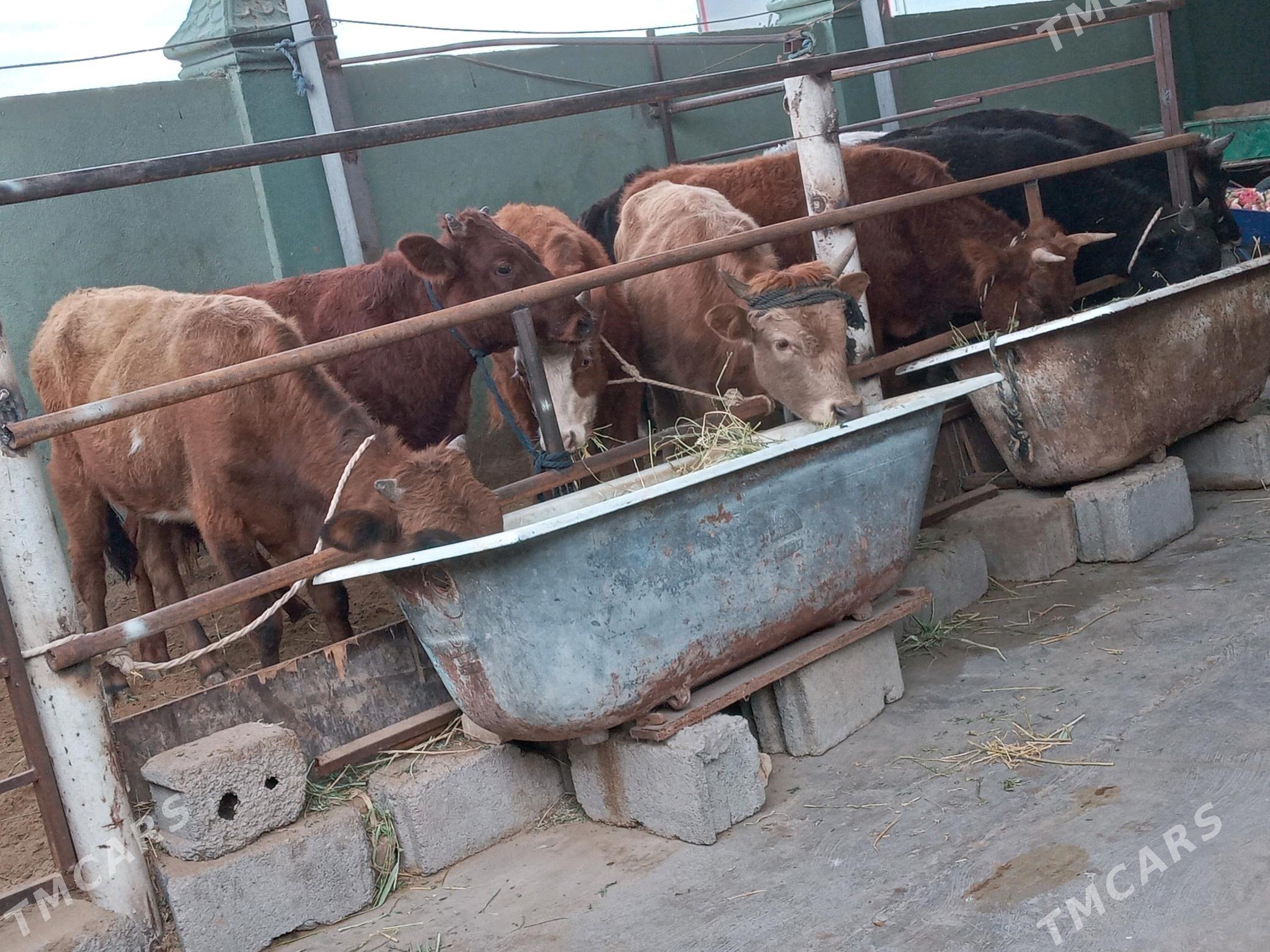 12.sany - Бузмеин - img 2