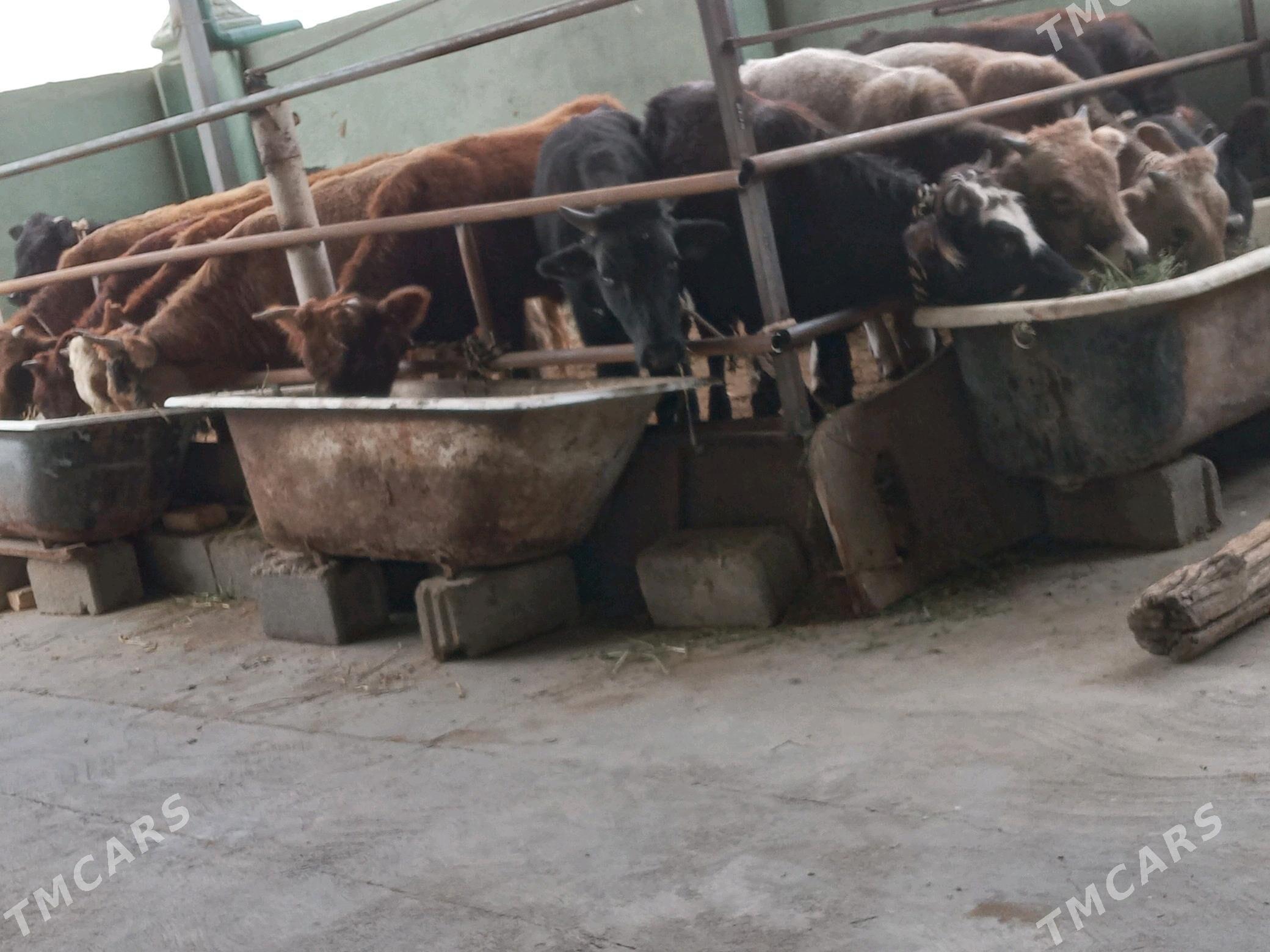 12.sany - Бузмеин - img 4