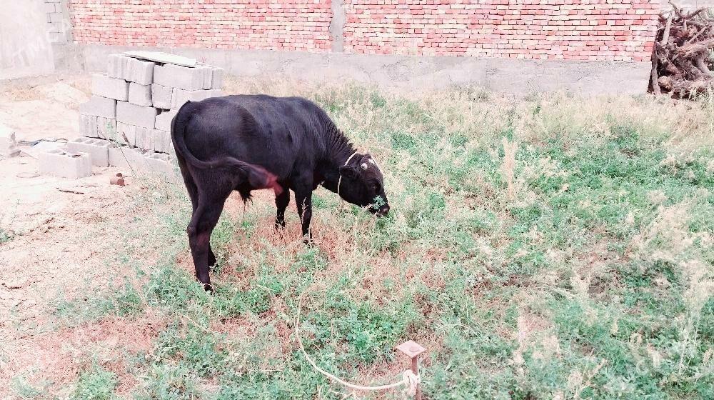 okuz - Гёкдепе - img 3