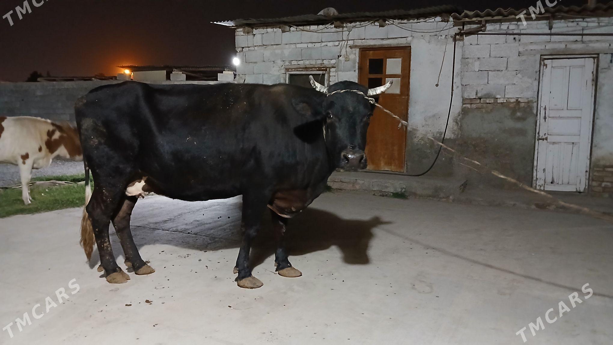 gysyr sygyr - Гарадамак - img 3