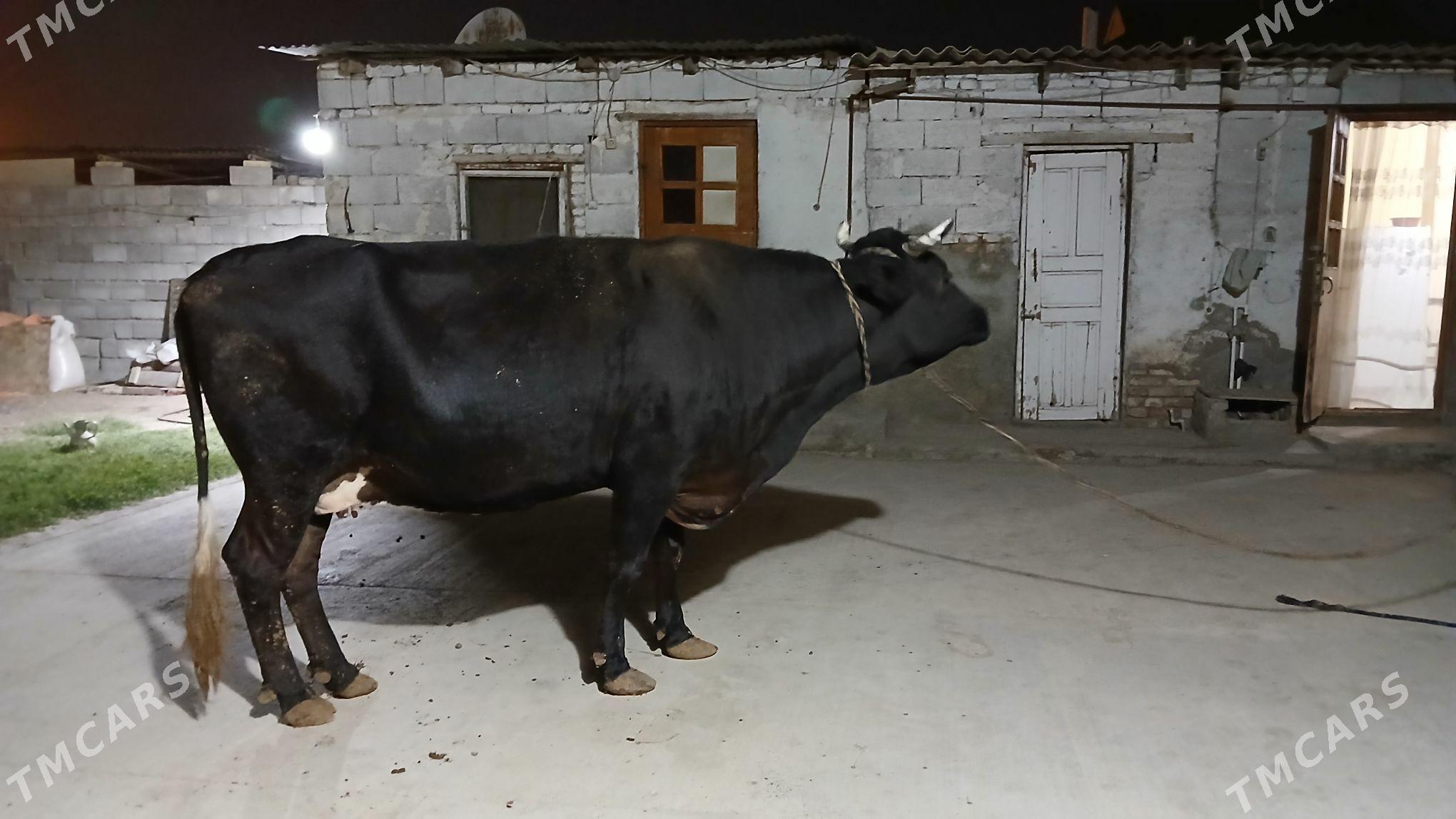 gysyr sygyr - Гарадамак - img 2