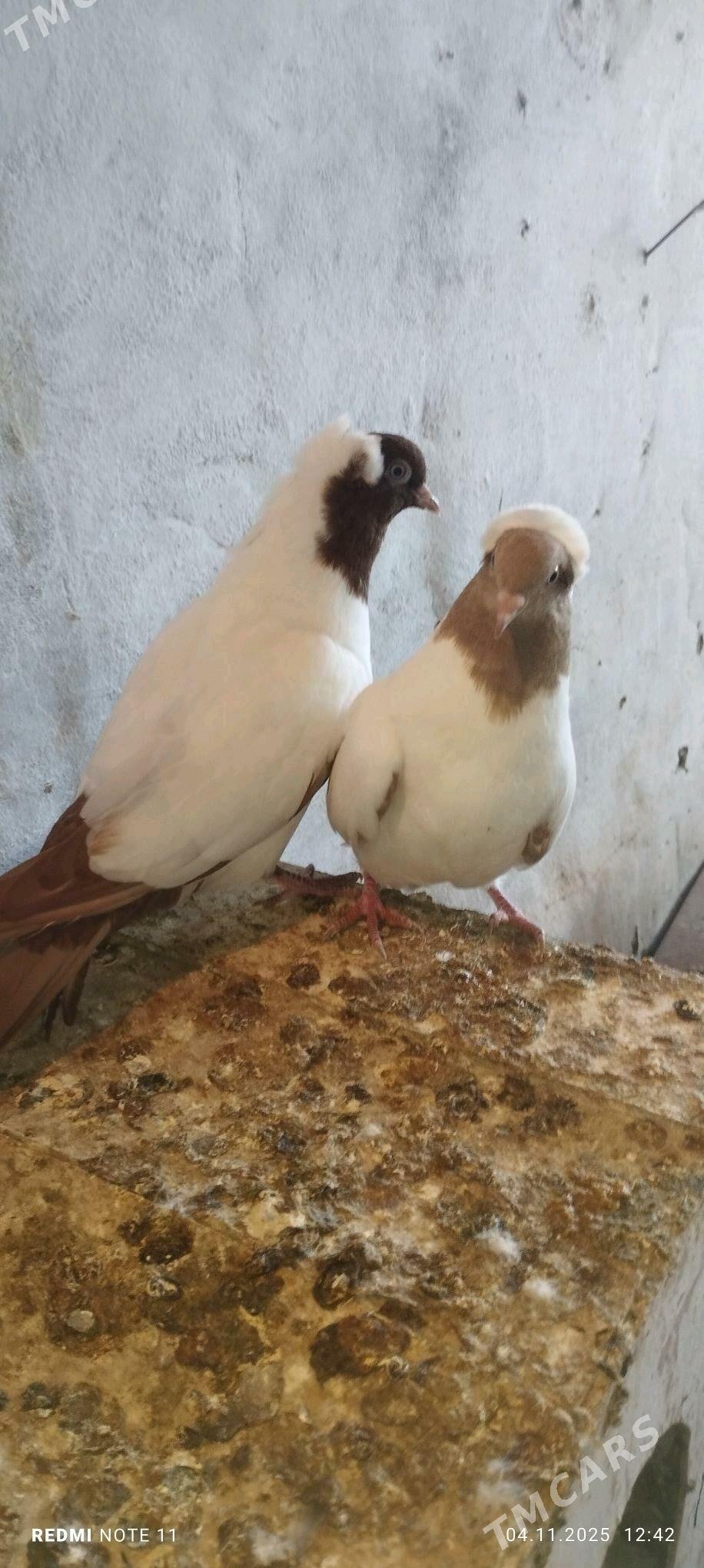 Kepderi - Мургап - img 5