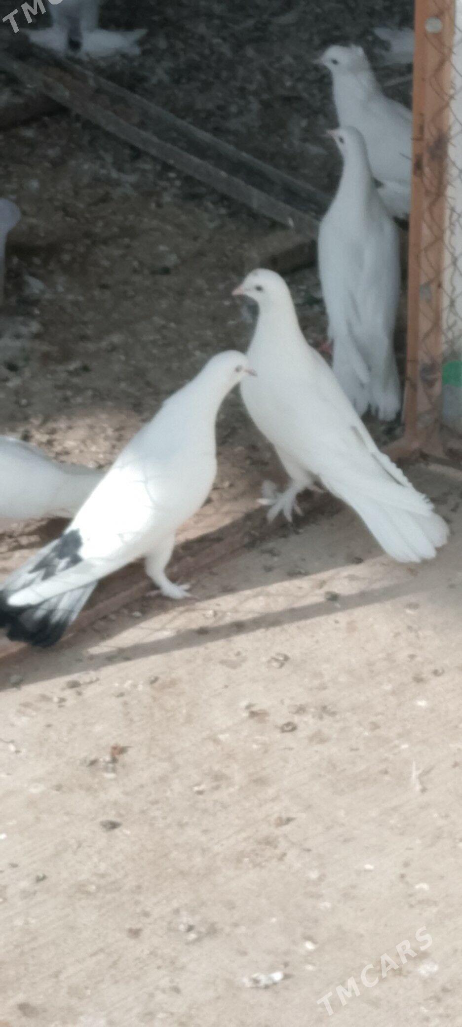 kepderi - Чоганлы - img 3