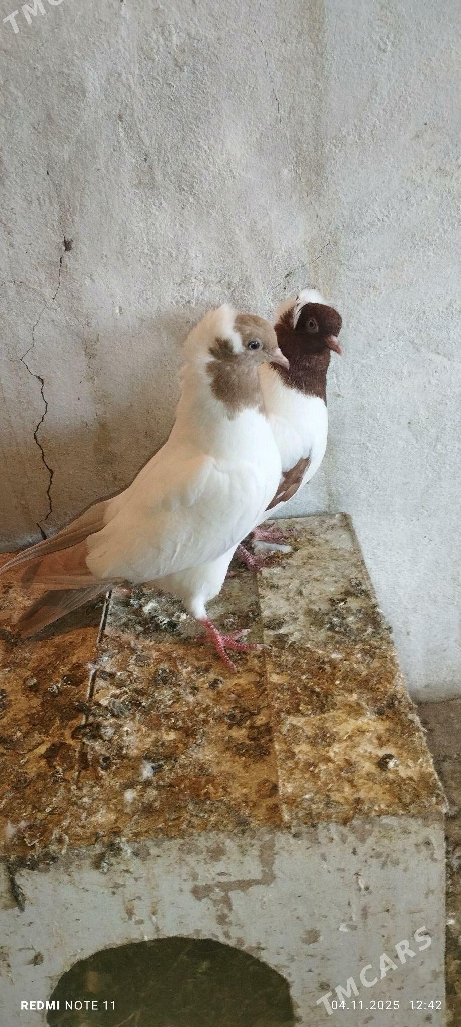 Kepderi - Мургап - img 6