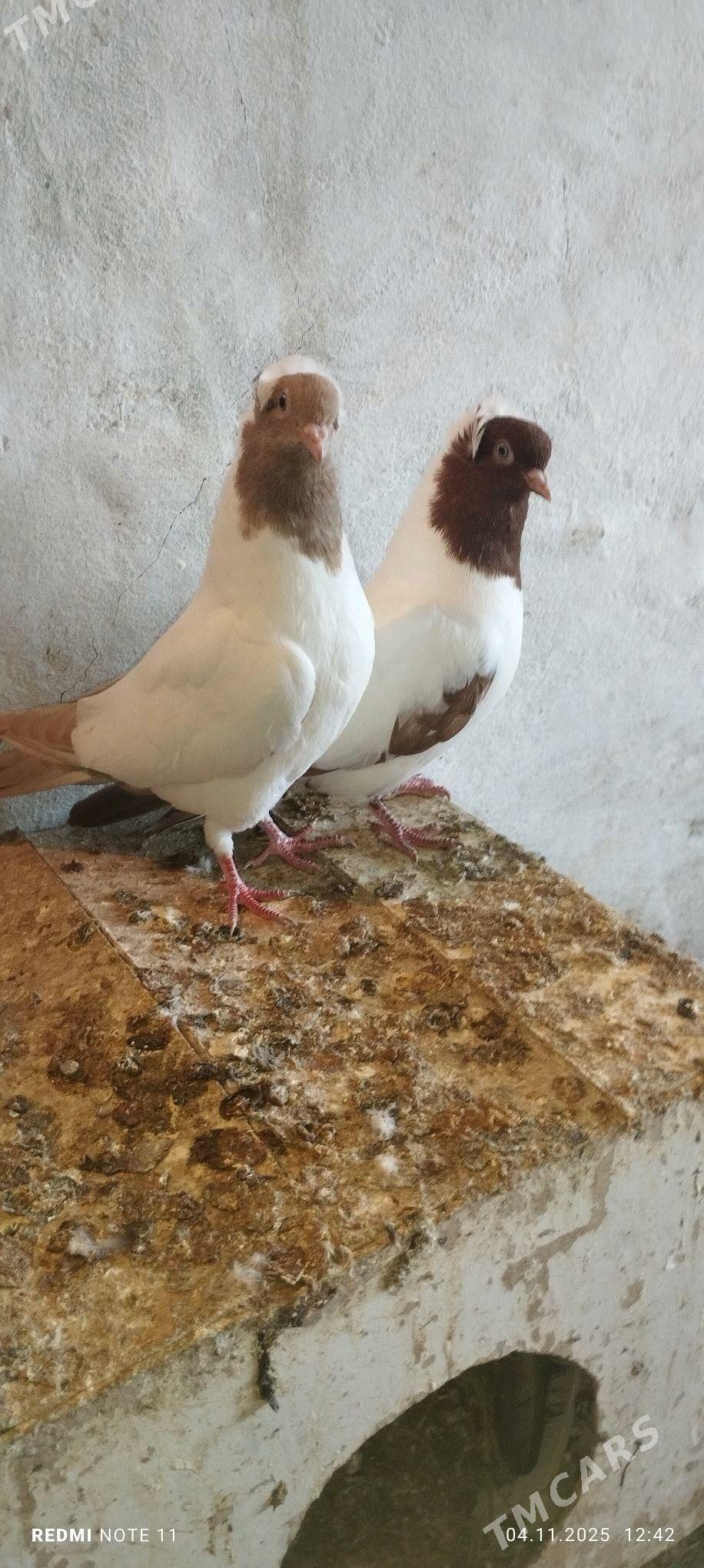 Kepderi - Мургап - img 3