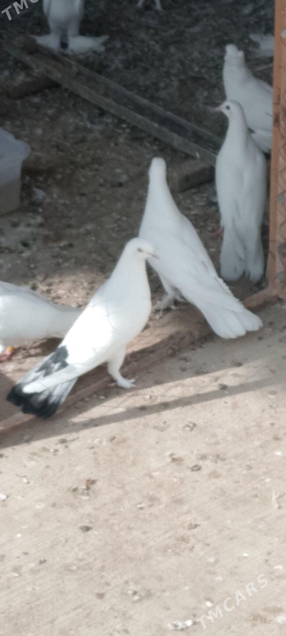 kepderi - Чоганлы - img 2