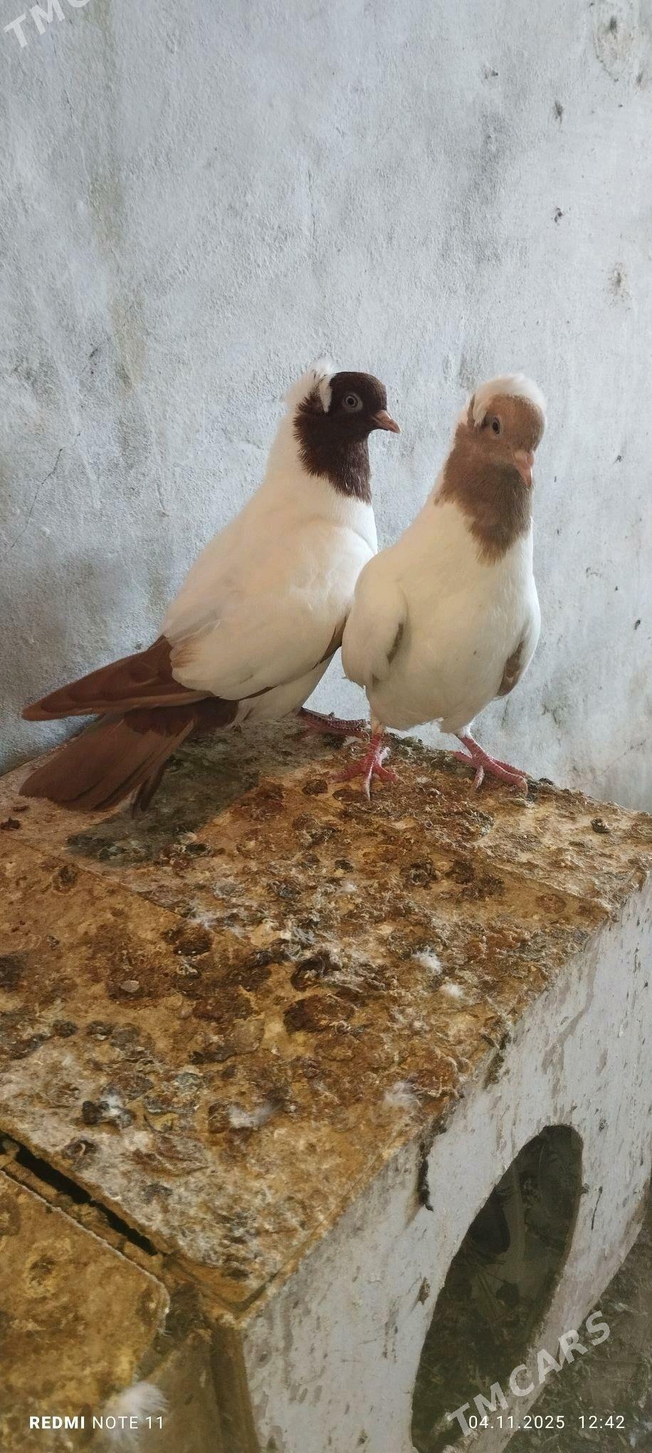 Kepderi - Мургап - img 4