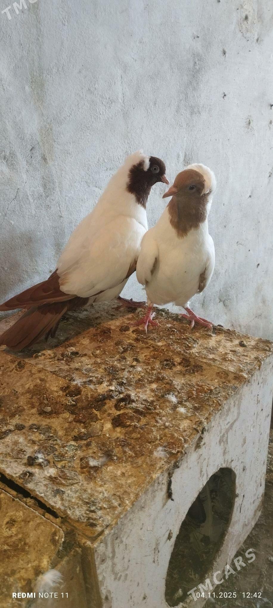 Kepderi - Мургап - img 2