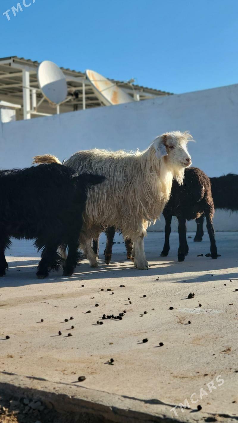 teke kelek. geci. owlak - Ак-Бугдайский этрап - img 3