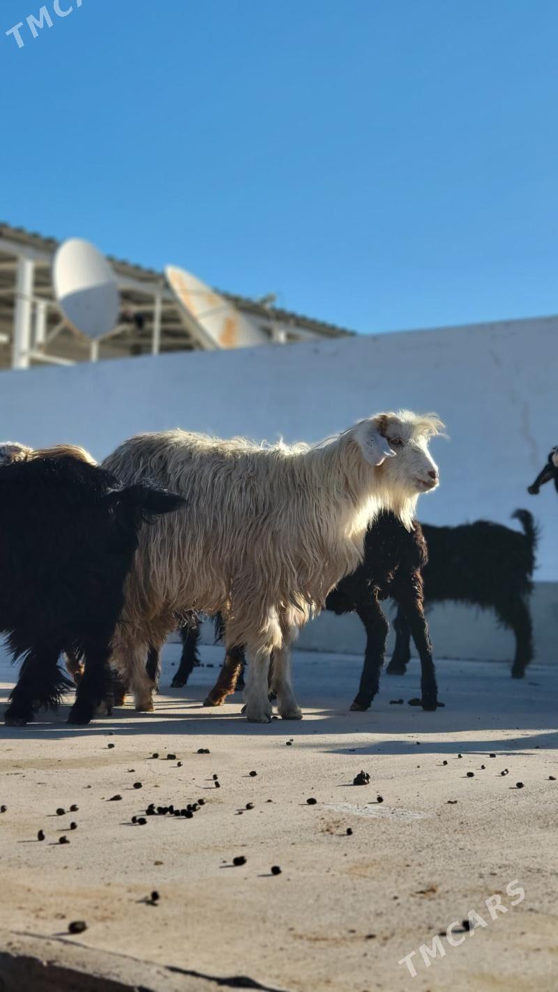 teke kelek. geci. owlak - Ак-Бугдайский этрап - img 1