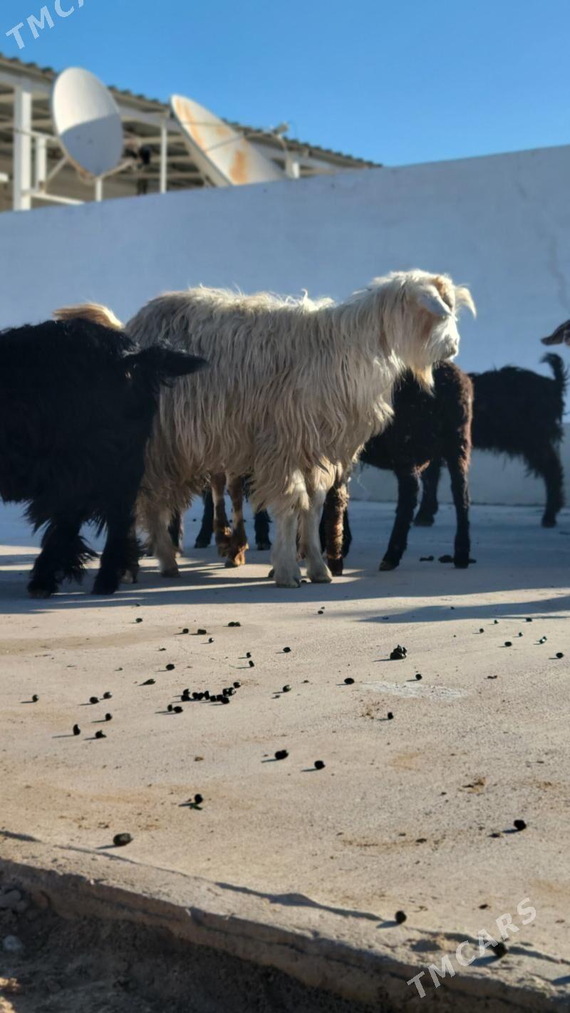 teke kelek. geci. owlak - Ак-Бугдайский этрап - img 2