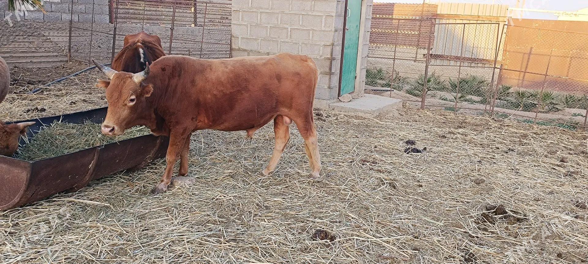 окуз - Этрек - img 2