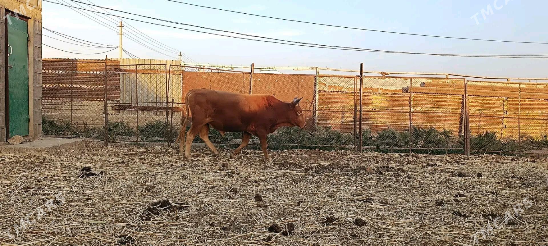 окуз - Этрек - img 1