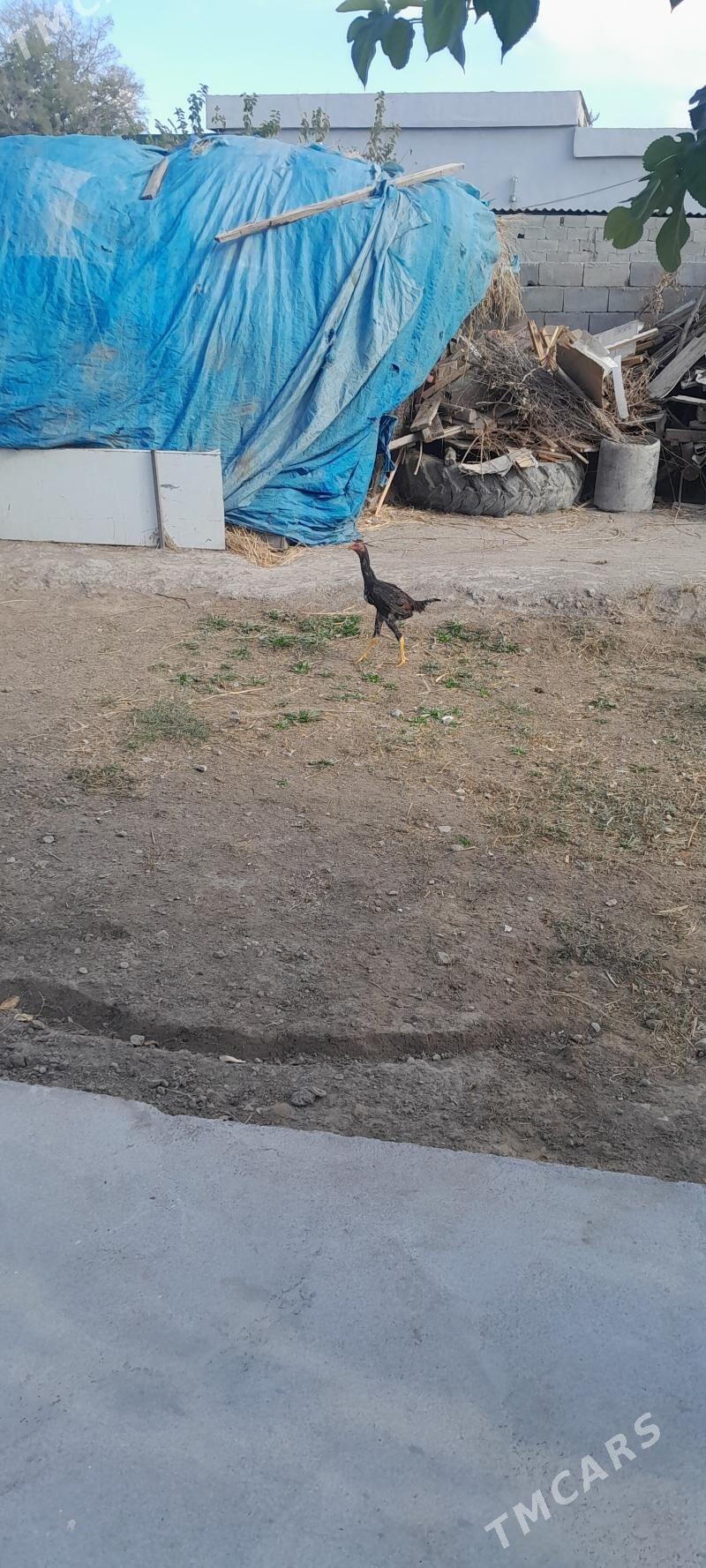 TASKENT - Гёкдже - img 2