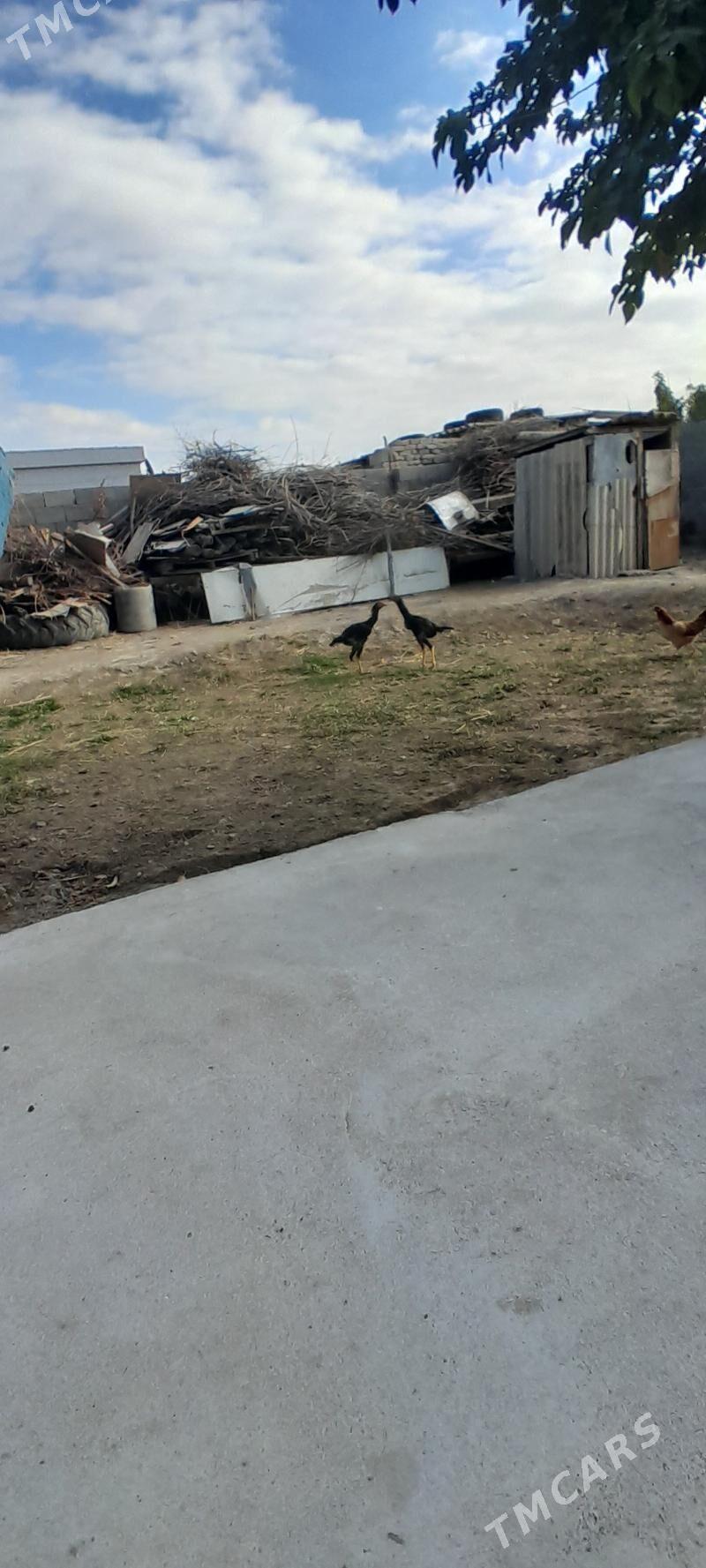 TASKENT - Гёкдже - img 4