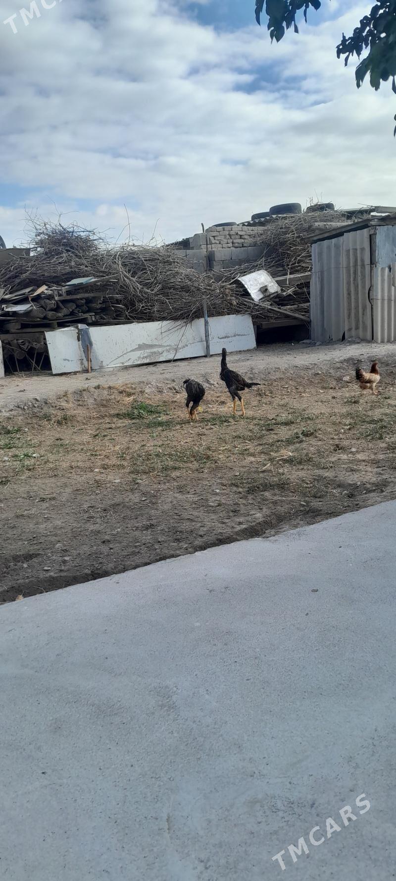 TASKENT - Гёкдже - img 1