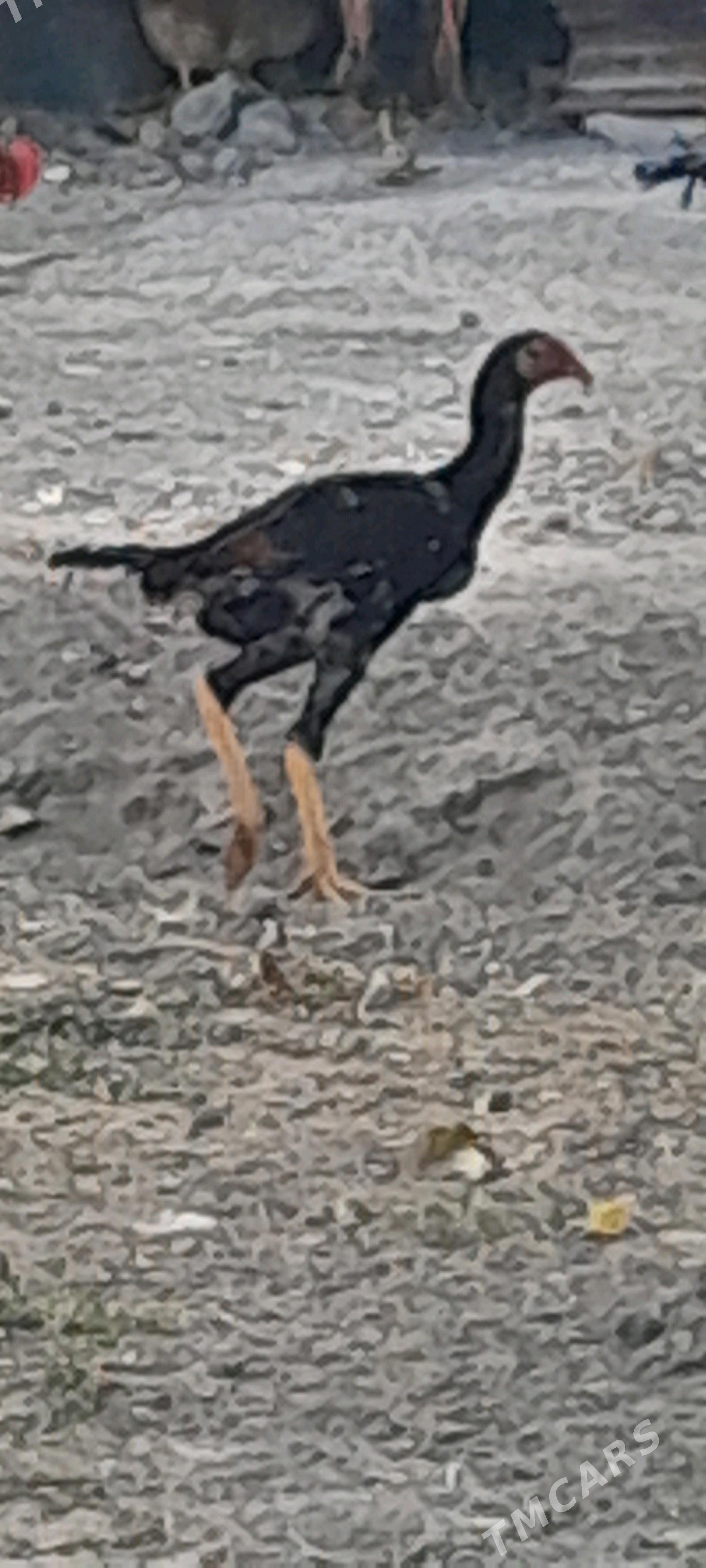 TASKENT - Гёкдже - img 5