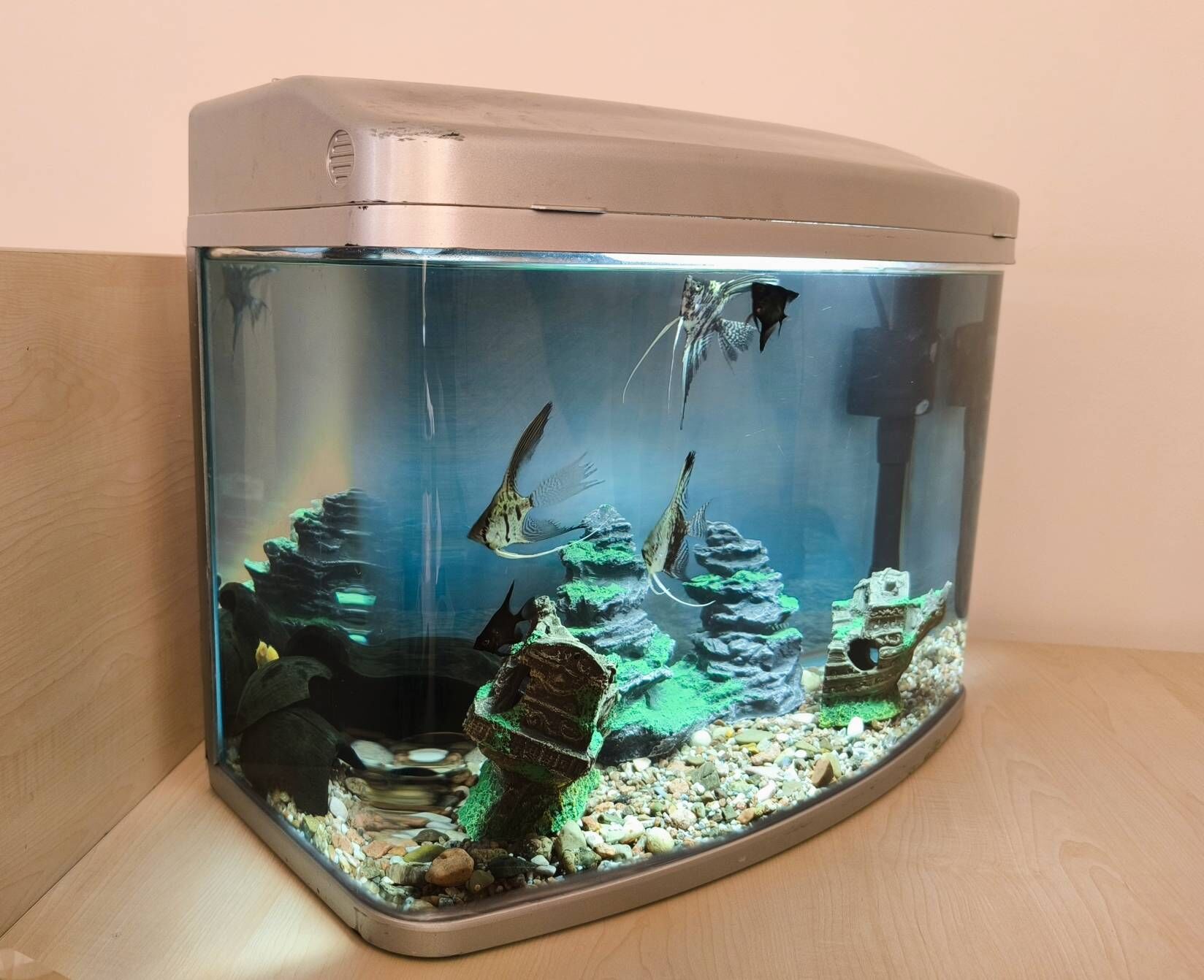 Akwarium Аквариум - Ашхабад - img 3