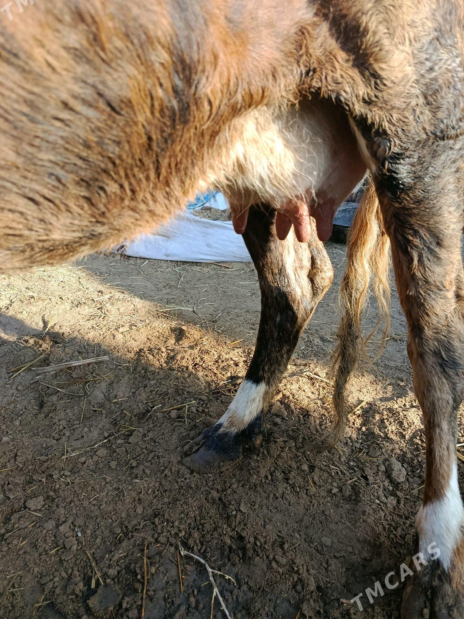 goleli sygyr - Гёкдепе - img 1