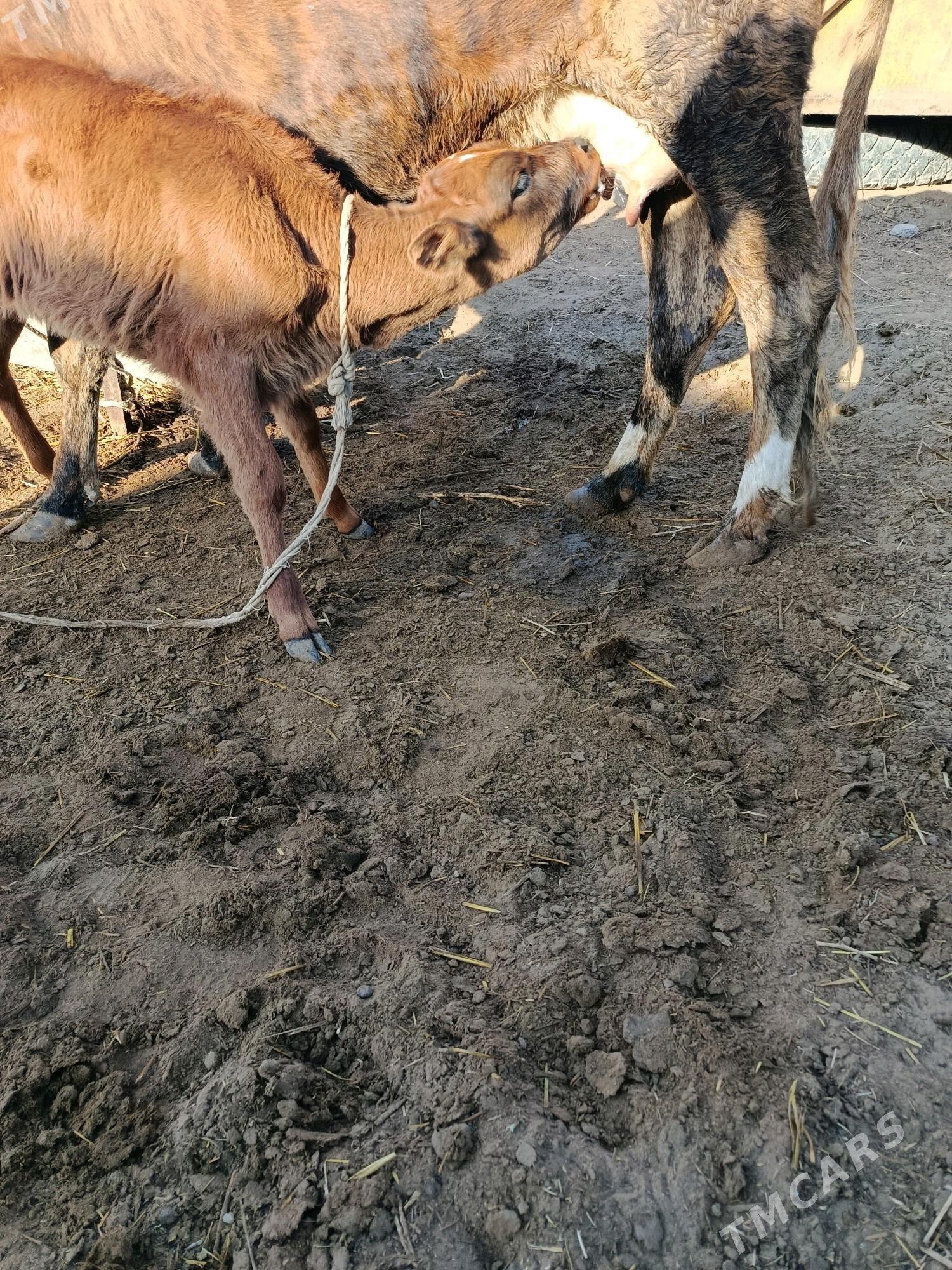 goleli sygyr - Гёкдепе - img 3