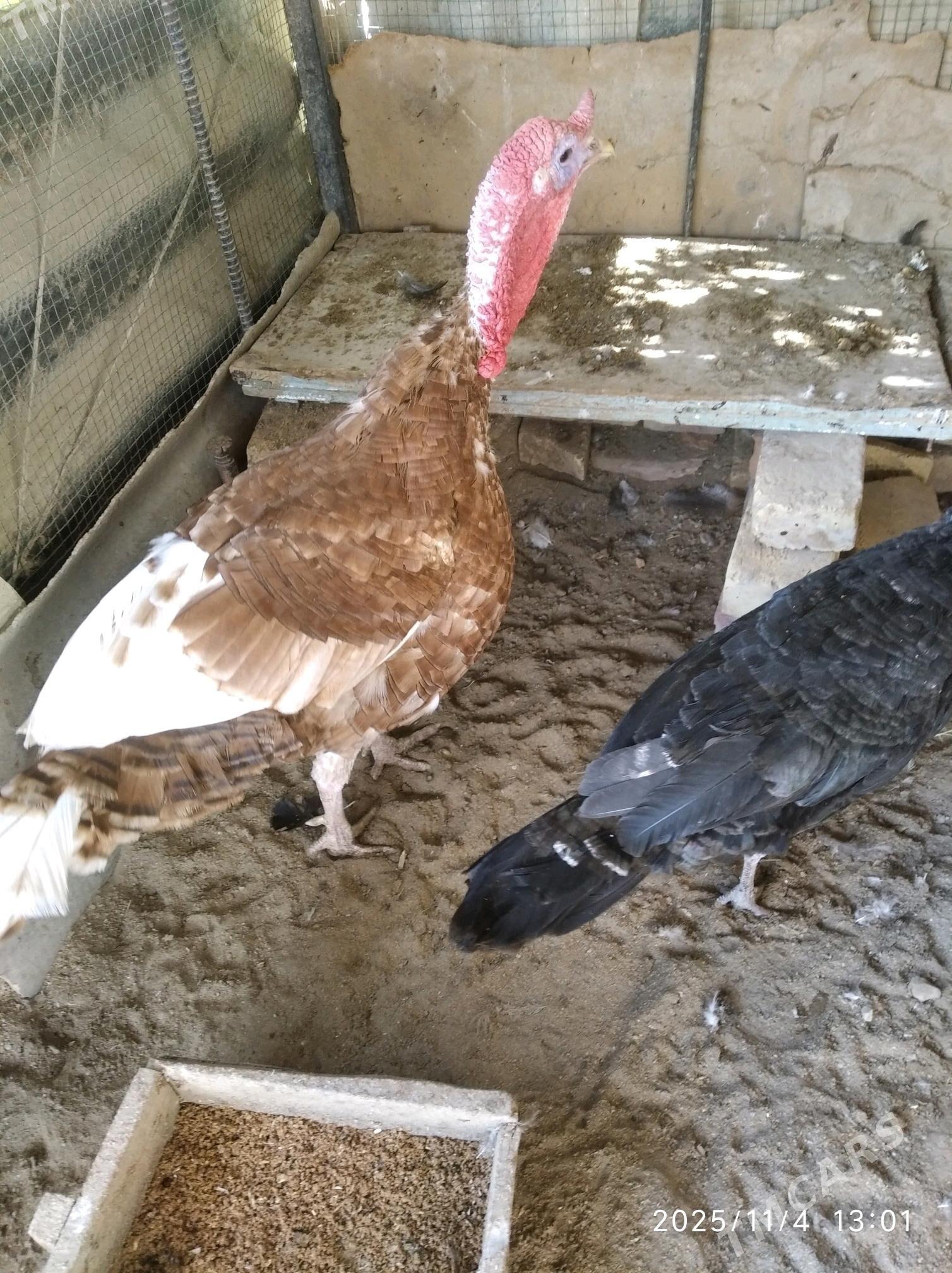 курке - Фарап - img 3