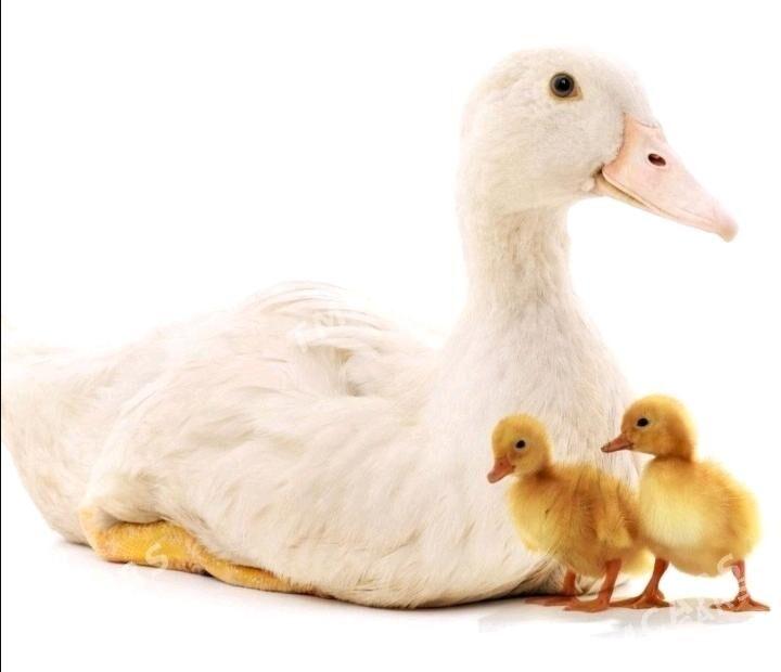 Ordek jujesi - Берекет - img 1