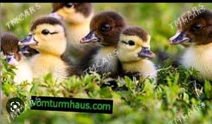 Ordek jujesi - Берекет - img 2