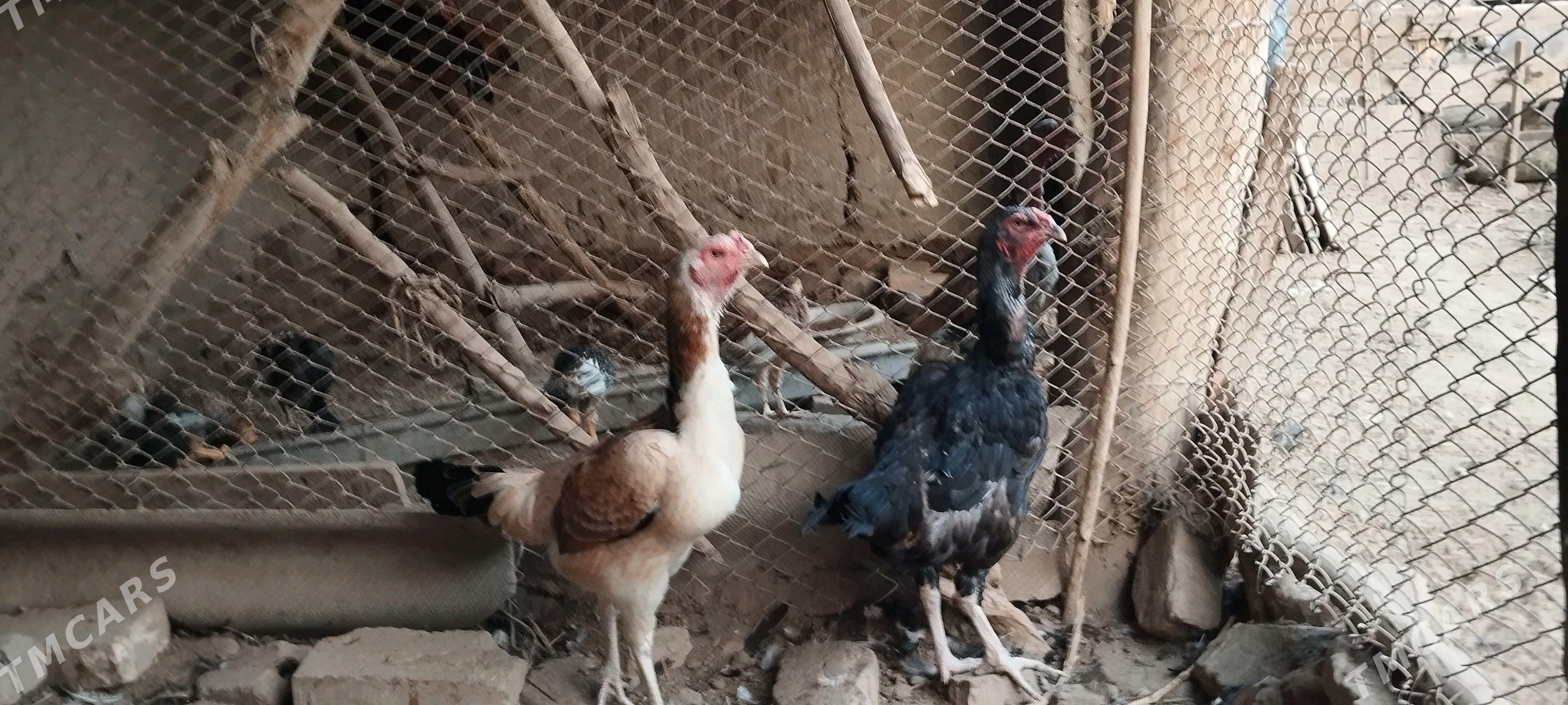 parota towuklar - Саят - img 1