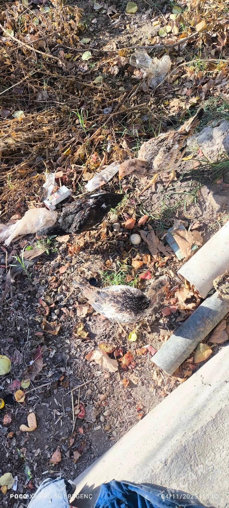 Baýes tavuk juje - Чарджоу - img 2