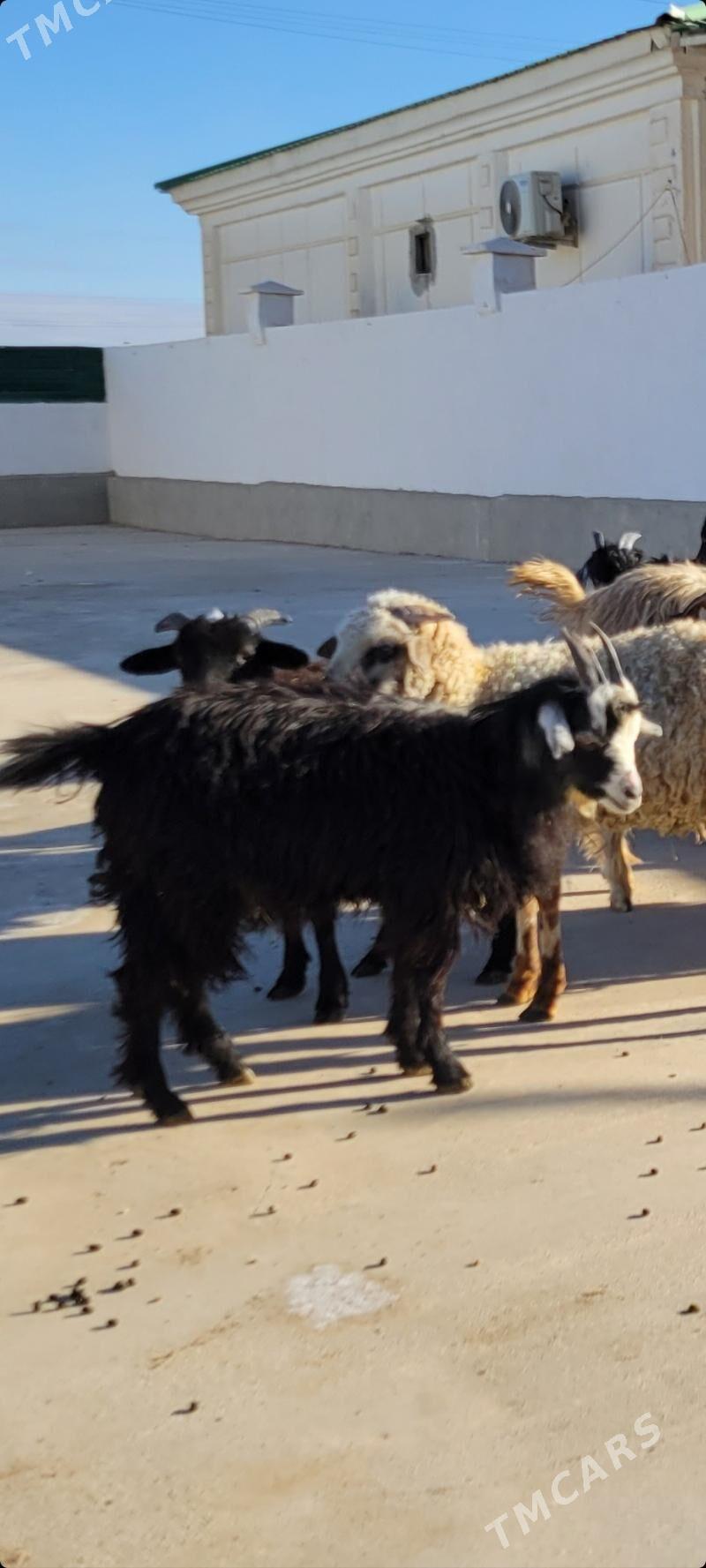 cebis - Ак-Бугдайский этрап - img 2