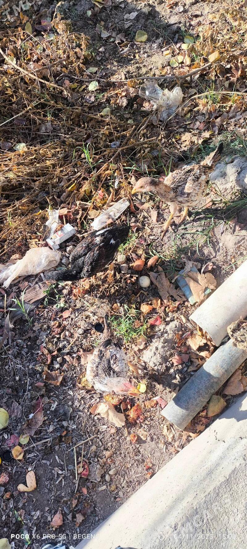 Baýes tavuk juje - Чарджоу - img 1