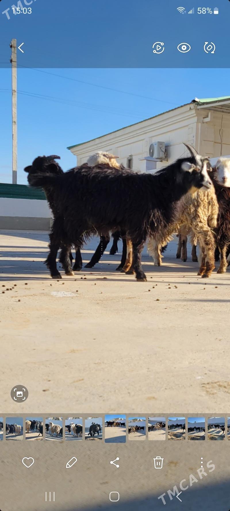 cebis - Ак-Бугдайский этрап - img 1