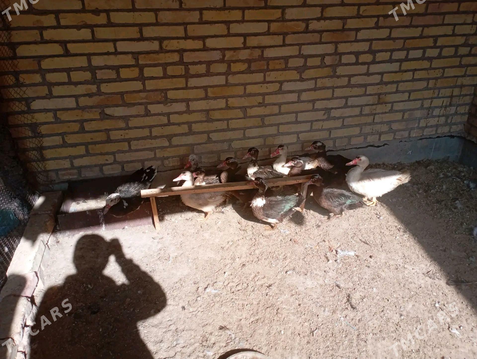 сессиз ордеклер ( мускус) - Фарап - img 1