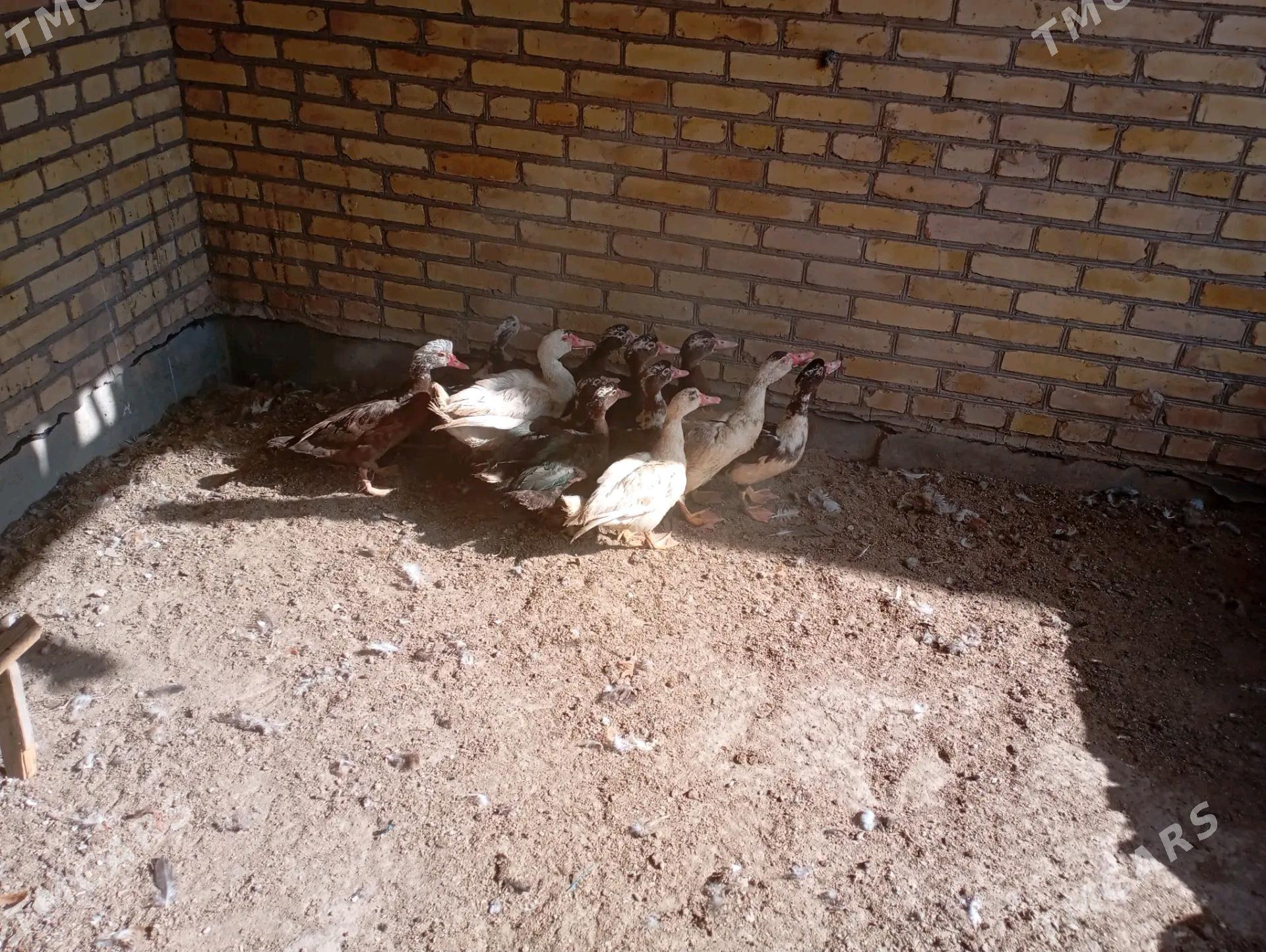 сессиз ордеклер ( мускус) - Фарап - img 4