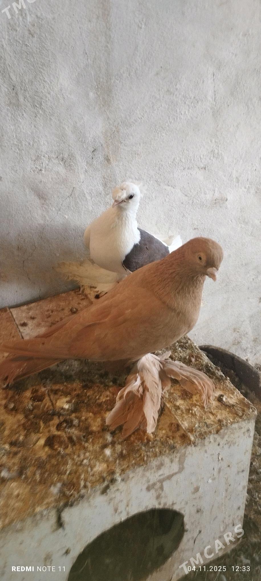 Kepderi - Murgap - img 2