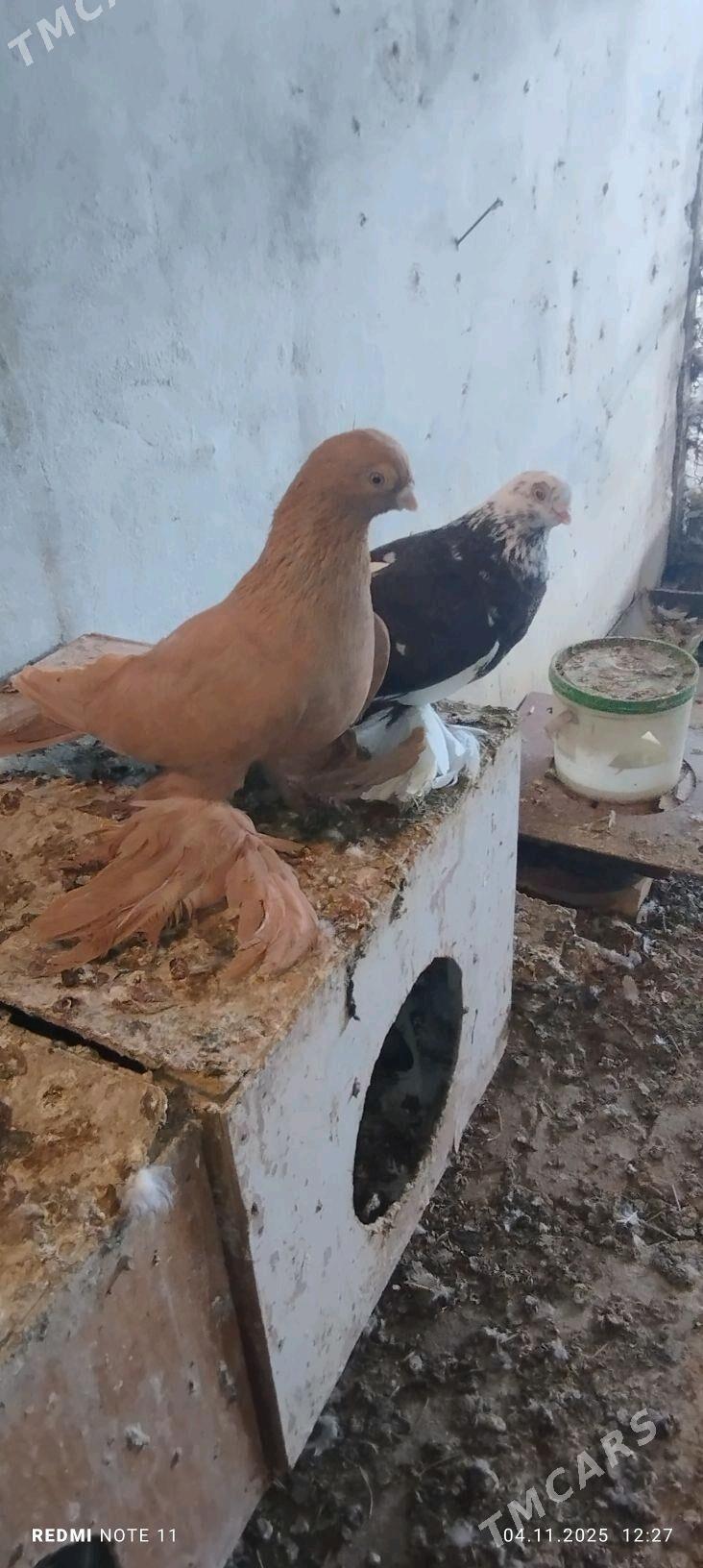 Kepderi - Murgap - img 6